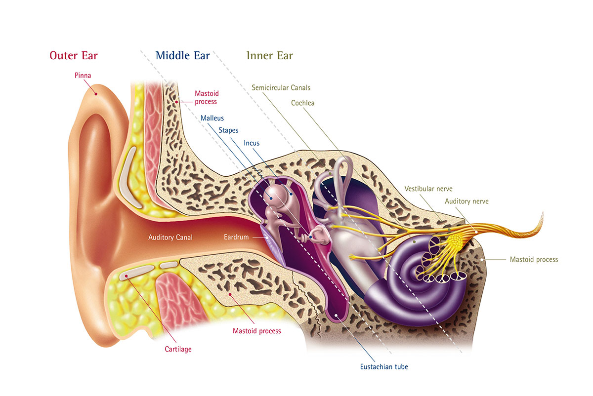 ear anotomy diagram